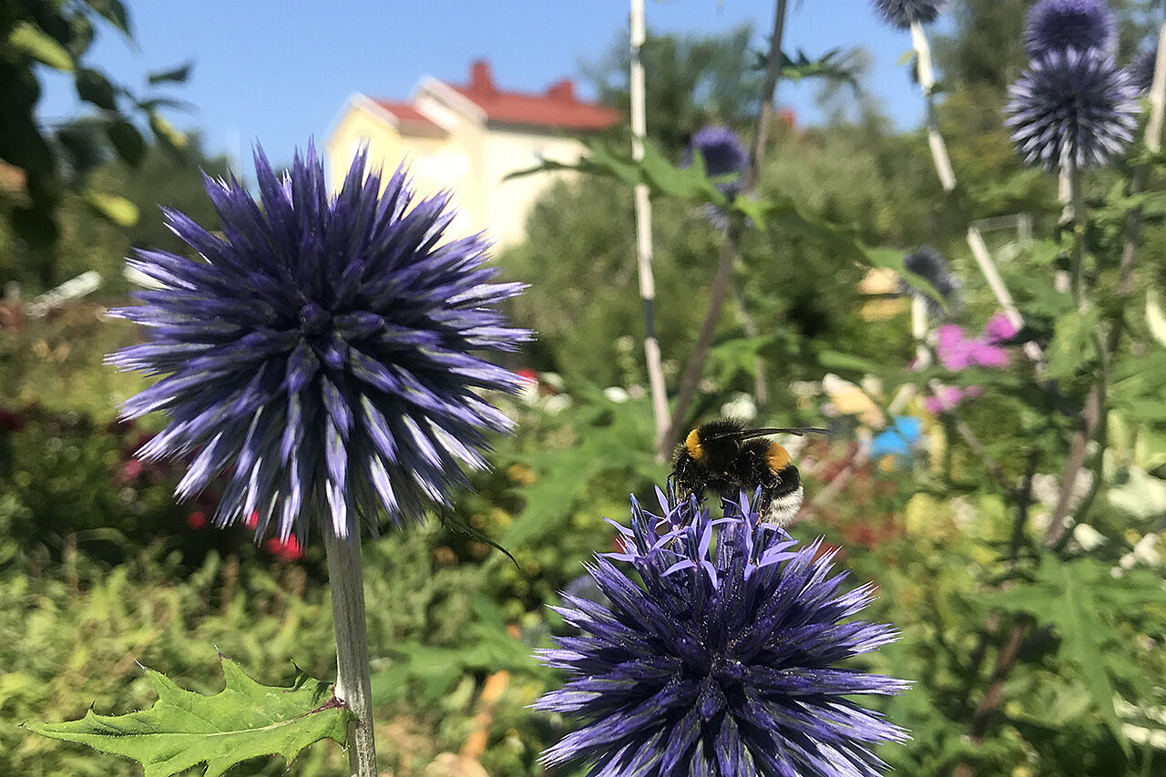 Etualalla violetteja pallomaisia kukkia, taustalla sumeana näkyvä valkoinen punakattoinen talo.